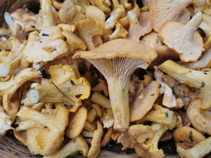 Chanterelles