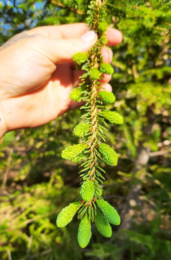 Pousses d'épinettes