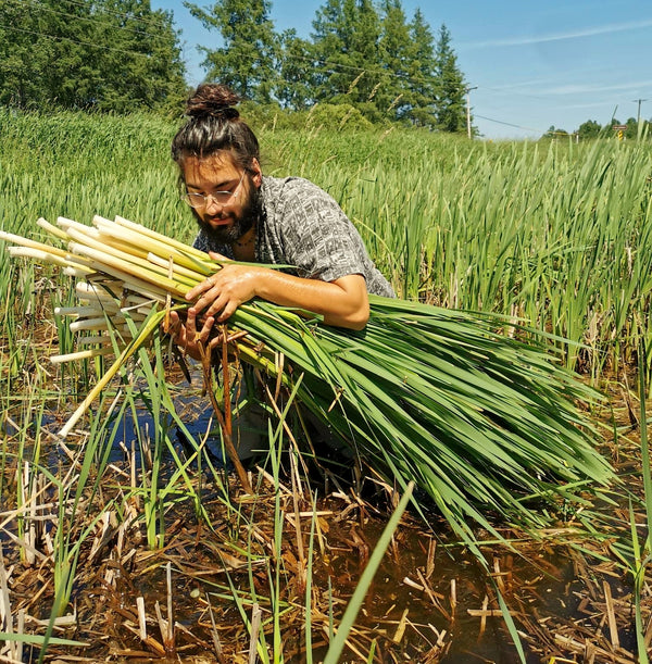 Cœurs de quenouilles