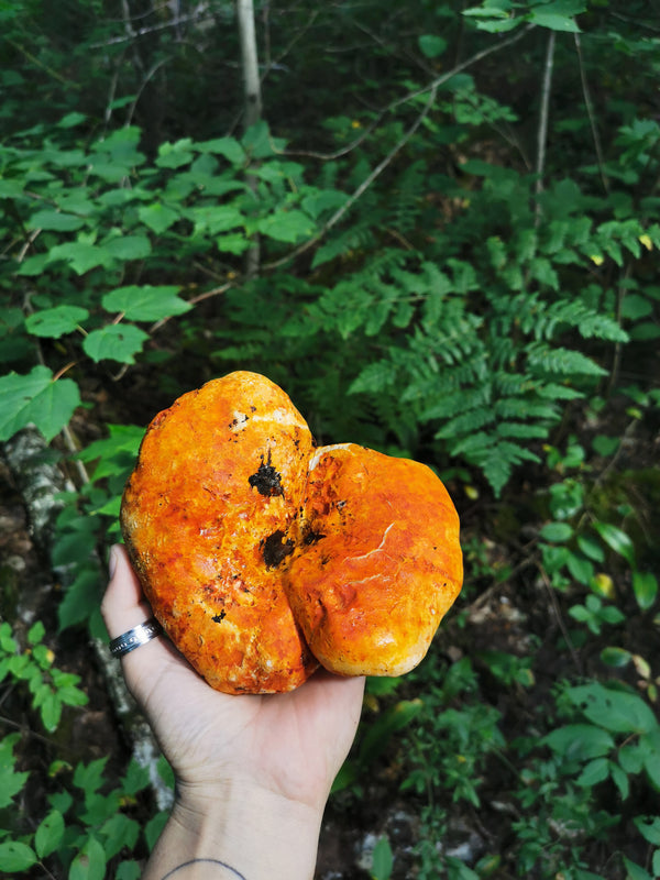 Cueillette de chapignon homard